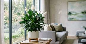 Uma planta que purifica o ar, cresce em vaso e é símbolo de prosperidade: o que é e por que é recomendada?