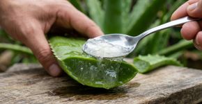 Como fazer um gel facial de aloe vera para renovar a pele e deixar uma aparência mais saudável