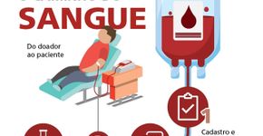 No Dia do Doador, veja como o sangue vira transfusão