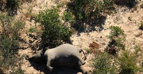 Morte em massa de mais de 350 elefantes é investigada em Botsuana