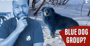 Entenda o caso dos Cachorros Azuis que viralizou na internet