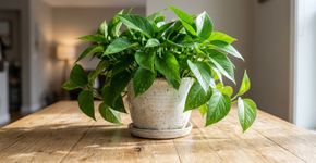 Regar plantas todos os dias não é regra: especialistas recomendam colocar o dedo no substrato e checar a umidade antes de molhar o vaso