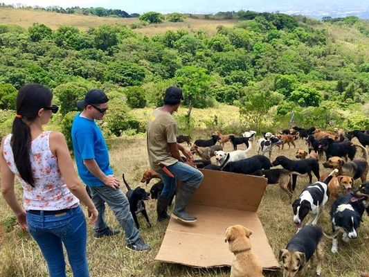 Sítio na Costa Rica abriga 700 cachorros vira-latas