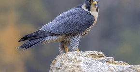 Animal mais rápido do mundo: conheça o falcão-peregrino, ave que atinge velocidades impressionantes