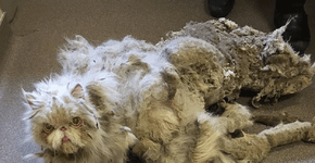 Gato abandonado em porão se recupera e fica irreconhecível