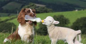 Jornalista documenta a convivência e diversidade entre animais