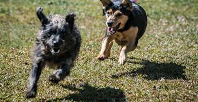 Animais resgatados da cracolândia mudam de vida e vão para adoção