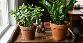 Quais são as plantas ideais para atrair dinheiro e prosperidade para sua casa, segundo o Feng Shui