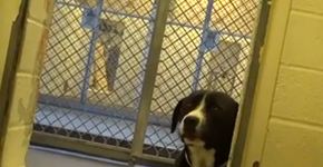 Cachorro abandonado‘enlouquece’ ao perceber que terá um novo lar