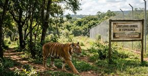 Sona, a última tigresa de circo em Portugal, começa uma nova vida em um santuário espanhol