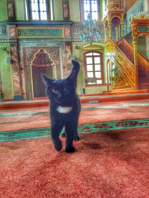 Mesquita abre suas portas para gatos de rua ficarem aquecidos