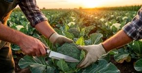 Qual a melhor época para colher brócolis para obter o sabor ideal, segundo os agricultores