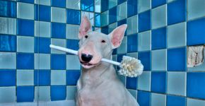 Fotógrafa faz ensaio com bull terrier em prédios abandonados
