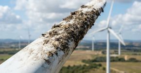 Uma crosta oculta de insetos pode se acumular nas pás de turbinas eólicas em períodos de pouco vento e reduzir a geração em até 25% quando os ventos fortes voltam
