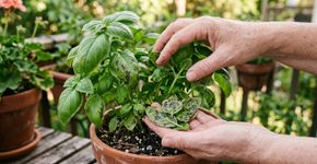 Manjericão com manchas pretas? Agricultor revela o cuidado que pode salvar a planta