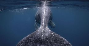 Foto: (Reiko Takahashi/Travel Photographer of the Year de 2018)