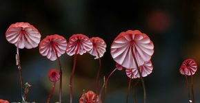 Vídeo em time-lapse mostra o nascimento de cogumelos na natureza
