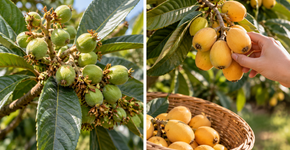 A nêspera começa a formar frutos ainda pequenos: este cuidado faz diferença nessa fase