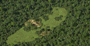 As mudanças na composição das árvores e o impacto nas selvas tropicais
