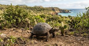 Extintas há mais de 150 anos, 158 tartarugas gigantes estão retornando a Floreana, e seu retorno pode revitalizar um ecossistema que vem se deteriorando silenciosamente por gerações