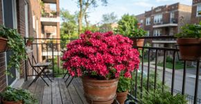 A azaleia japonesa mais resistente para cultivar no jardim pequeno: como cuidar e fazer florescer