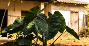 Esquecida, mas poderosa: a taioba, a folha nutritiva que muita gente trocou por alface sem saber o que perdeu