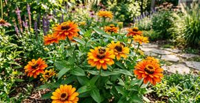 Cresce até 60 centímetros, atrai os polinizadores e tem flores laranjas e amarelas: uma planta que alegra o jardim.