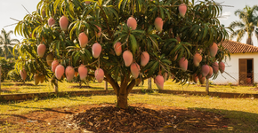 O brilho do sol em forma de fruta que é um verdadeiro abraço tropical e deixa seu suco com sabor de verão