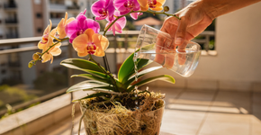 As orquídeas podem florescer por mais tempo se forem regadas uma vez por mês com água de arroz