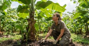 A bananeira cresceu bastante e não deu cacho: existe um detalhe importante no cultivo