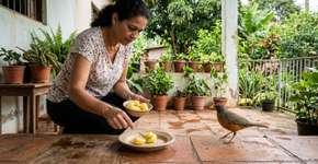 Troque a ração tradicional para pássaros por batatas cozidas