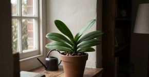 A orquídea tem folhas bonitas, mas não dá flores há meses: este detalhe pode estar faltando