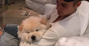 Justin Bieber abandona seu cachorro chow chow que está doente