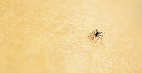 Medidas simples ajudam a proteger os bebês contra o mosquito da dengue