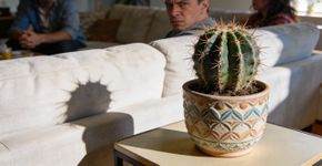 Tire essa planta da sala agora antes que seja tarde