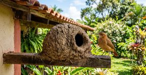 Se você encontrar um ninho de barro de um joão-de-barro em sua casa ou jardim, nós lhe diremos o que isso significa e por que é algo bom