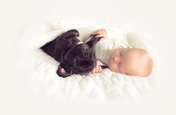 Dilan e seu buldogue francês, Farley