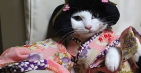 Japoneses vestem os seus gatos com quimonos decorados