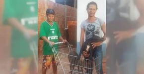 Casal viaja mais de 80 km a pé para não abandonar cães