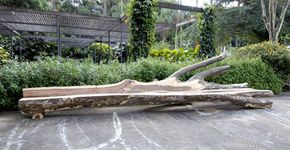 Hugo França: o escultor de peças naturais