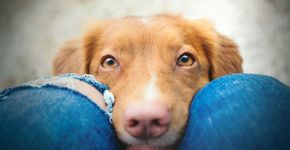 Como os cachorros enxergam? 7 curiosidades sobre a visão deles 