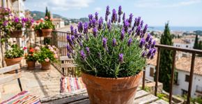 Para a lavanda francesa durar anos: o macete não é o adubo, mas nunca plantar em vasos sem drenagem de areia