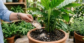 Estas 4 plantas adoram casca de ovo triturada: crescem mais rápido, ficam mais fortes e mais bonitas