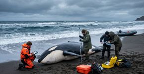 Um colega enviou a Olga uma foto estranha tirada em uma praia russa, e agora os cientistas acreditam ter descoberto um padrão macabro entre as orcas: às vezes elas se caçam
