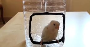 Aprenda a fazer um chuveiro para pássaros simples e barato