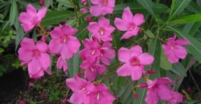 As 10 plantas mais tóxicas e venenosas do mundo