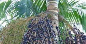 Grupo tenta facilitar (e baratear) distribuição de açaí pelo país