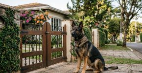 10 das melhores raças de cães com forte instinto protetor