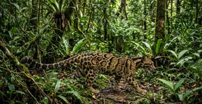Câmeras de trilha capturam momento inédito de um dos predadores mais raros da floresta tropical na Terra