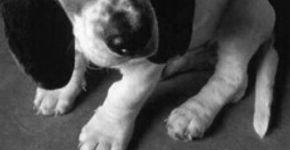 Crueldade animal será considerada “crime contra a sociedade” pelo FBI